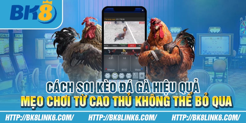 Cách soi kèo đá gà hiệu quả: Mẹo chơi từ cao thủ không thể bỏ qua